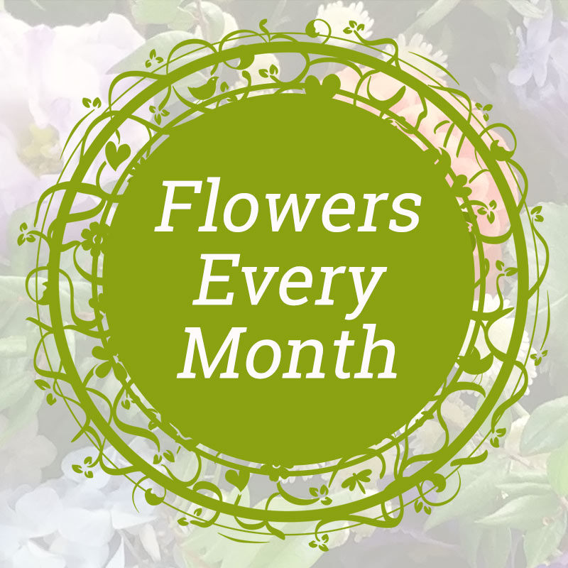 Flower Subscriptions - 3 month, 6 month or a year